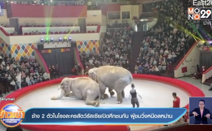 ช้าง 2 ตัวในโรงละครสัตว์รัสเซียเปิดศึกชนกัน ผู้ชมวิ่งหนีอลหม่าน