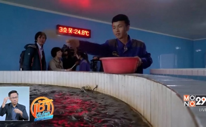 เยี่ยมชมโรงงานเพาะเลี้ยงปลาดุกในเกาหลีเหนือ