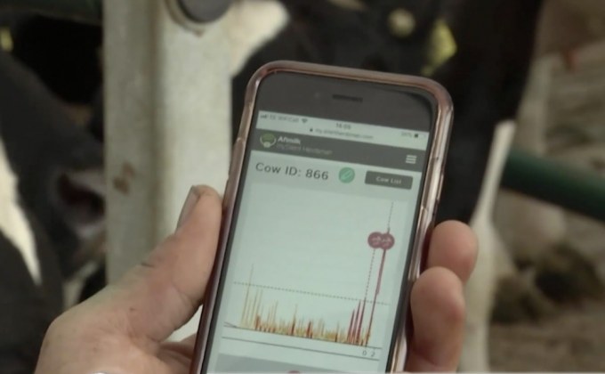 เทคโนโลยี 5G ช่วยเพิ่มผลผลิตในฟาร์มโคนม