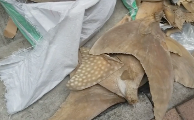 พบลักลอบส่งหูฉลามเข้าฮ่องกง ผ่านเที่ยวบิน