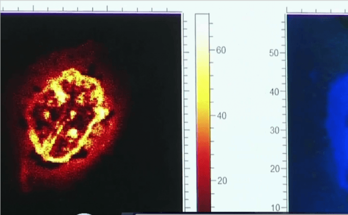 ค้นพบโปรตีน-เส้นเลือดในฟอสซิลไดโนเสาร์ที่เก่าแก่ที่สุดในโลก