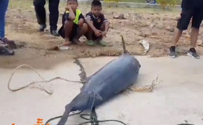 พบซากโลมาหัวบาตร จ.ประจวบคีรีขันธ์