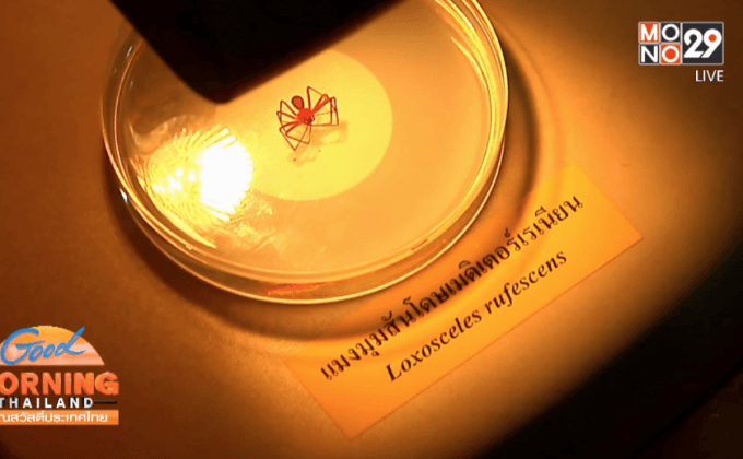 พบแมงมุมสันโดษเมดิเตอร์เรเนียนครั้งแรกในไทย