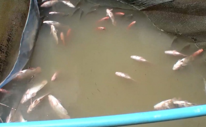 ร้องเรียนปลาตายยกกระชัง หลัง อบต.ปิดท่อส่งน้ำ