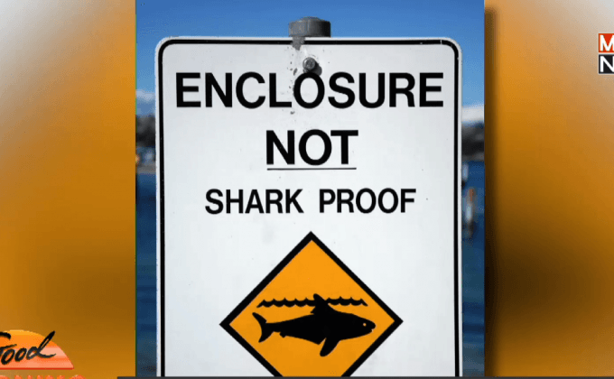 วิธีรับมือกับฉลาม สำหรับผู้เล่นกีฬาทางน้ำ