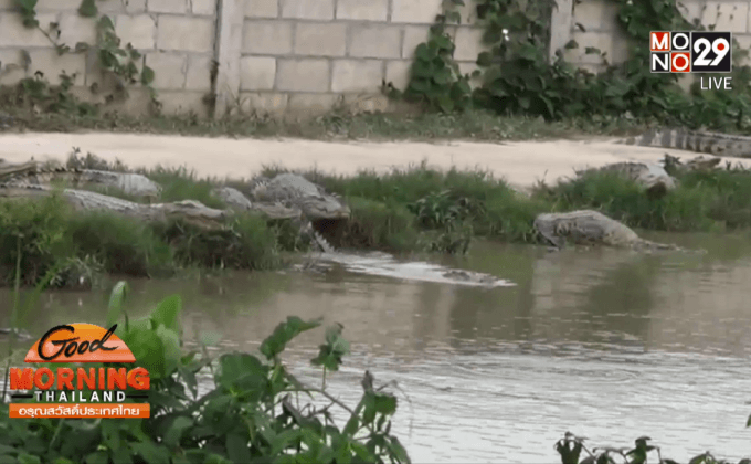 เตือนอันตรายจระเข้หลุดจากฟาร์ม จ.สุโขทัย