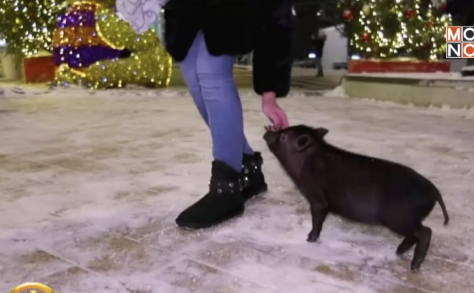 ​“หมูแคระ” ของขวัญยอดฮิตรับปีกุนในรัสเซีย