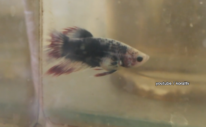 ก.เกษตร ผลักดันปลากัดให้เป็นสัตว์น้ำประจำชาติ