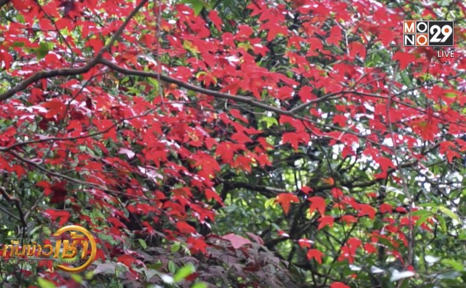 เมเปิลผลัดใบสีแดง บนเขตรักษาพันธุ์สัตว์ป่าภูหลวง