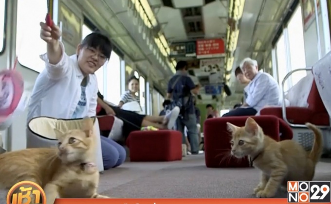 คาเฟ่แมวบนรถไฟในญี่ปุ่น