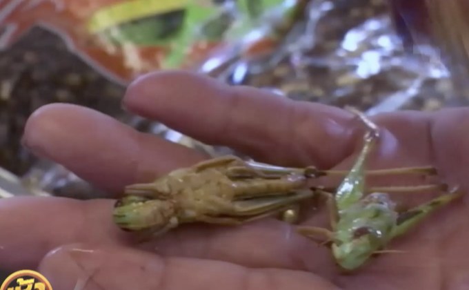 “ร้านอาหารเสิร์ฟแมลง” เปลี่ยนวิธีคิดการกินแมลง