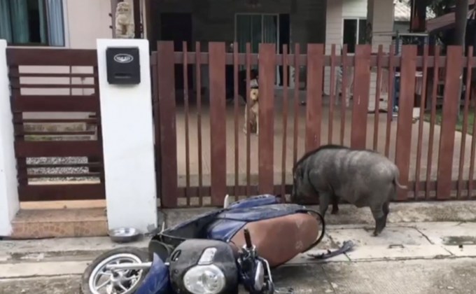 หมูป่าอยากเข้าไปหาตัวเมีย แต่ติดรั้วเลยพุ่งชนรถจักรยานยนต์เสียหาย