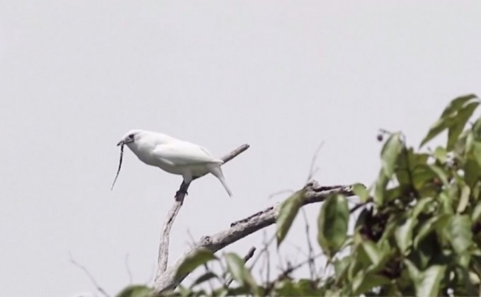 “นกเบลเบิร์ด” นกเสียงดังที่สุดในโลก