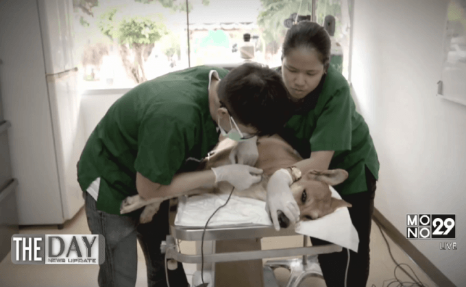 โครงการต้นแบบแก้ปัญหาสุนัขจรจัด