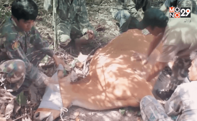 Five minutes Bighero : น.สพ.ภัทรพล มณีอ่อน HERO  ผู้พิทักษ์สัตว์ป่า ตอนที่ 3/5