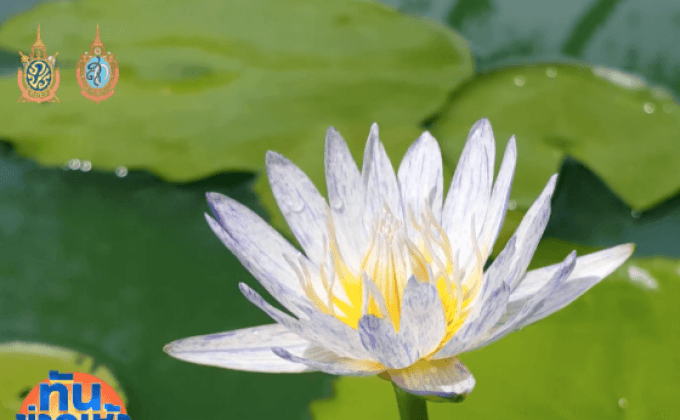 เกษตรกร เจ๋ง! เพาะบัวสายพันธุ์ใหม่ของโลกสำเร็จ