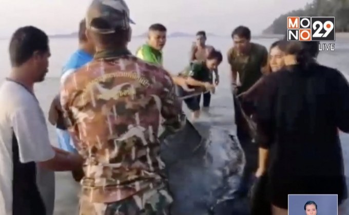 วาฬโอมูระถูกเรือเกาะลันตาชน