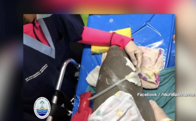 สุดยื้อ”ยามีล” หลังผ่าตัดร่างกายบอบช้ำ