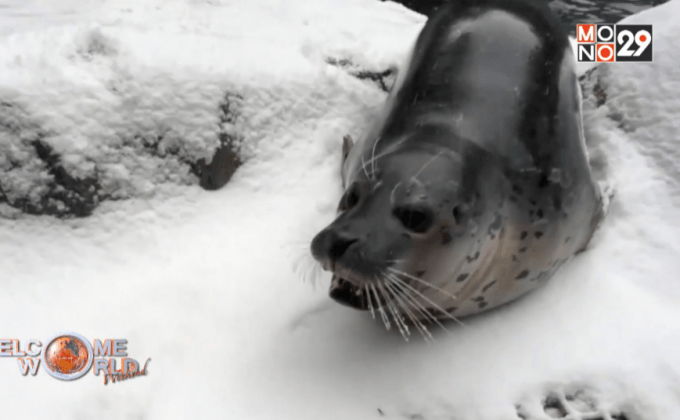 สัตว์ในสวนสัตว์โอเรกอนเล่นหิมะ