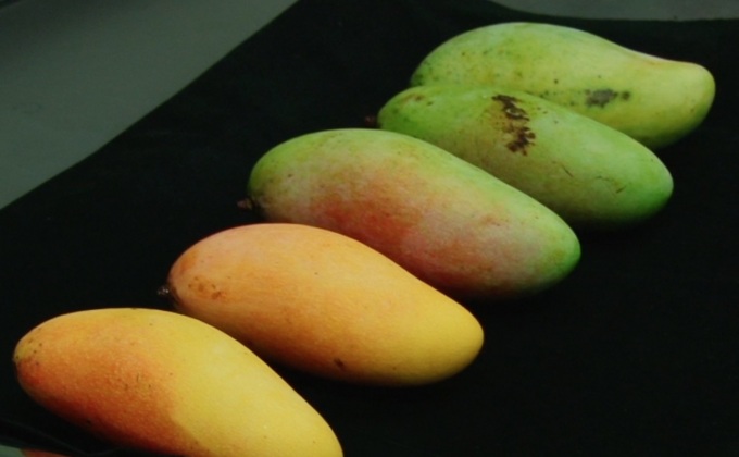 “มะม่วงมหาชนก”กลายเป็นมะม่วงยอดนิยม