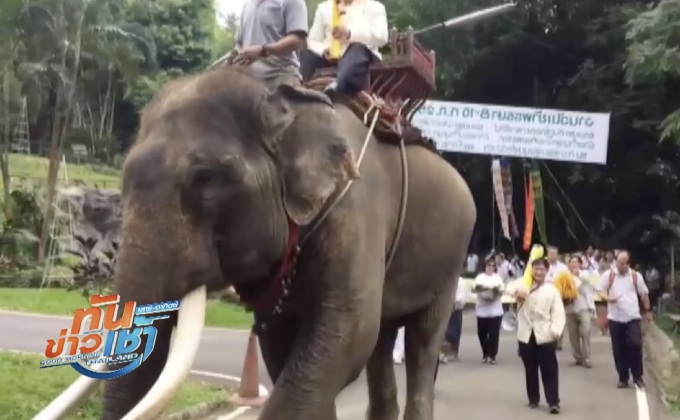 สวนสัตว์เชียงใหม่ นำขบวนช้างแห่เทียนพรรษายิ่งใหญ่ 