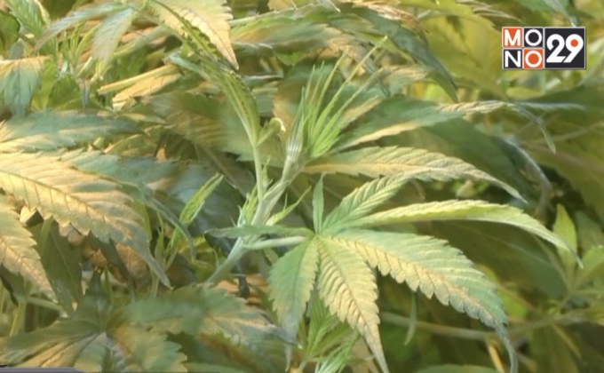 “อนุทิน”ระบุ กม.ปลูกกัญชาบ้านละ 6 ต้นต้องค่อยเป็นค่อยไป