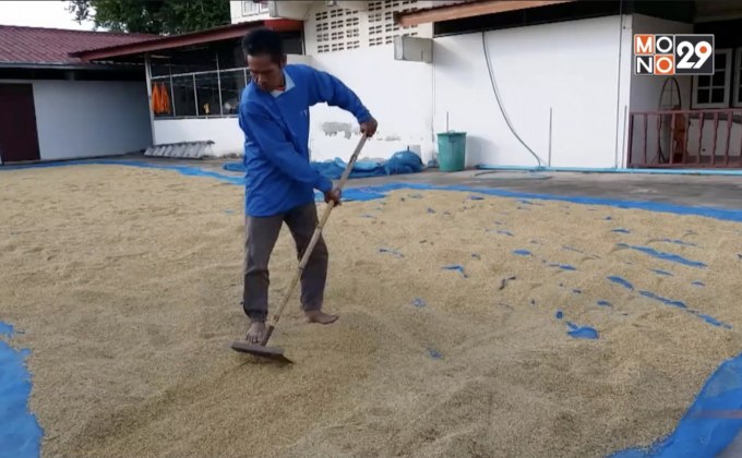 ห้ามตากข้าวบนถนนป้องกันอุบัติเหตุ