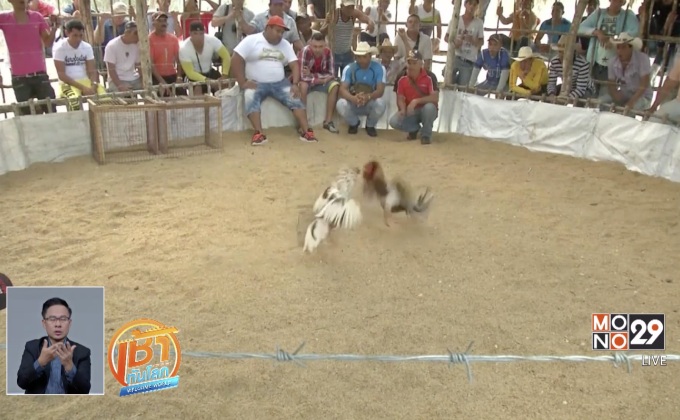 สนามไก่ชนในคิวบา