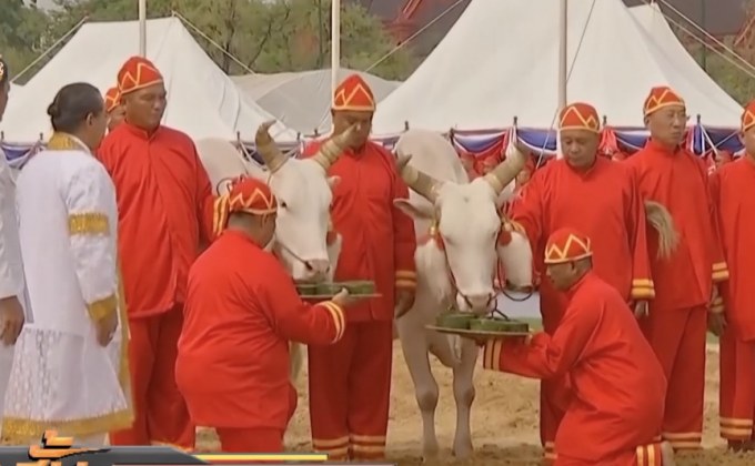 พระโคกินข้าวน้ำหญ้าธัญญาหารบริบูรณ์-น้ำพอดี
