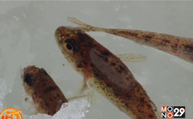 เทศกาลตกปลาในรัสเซีย