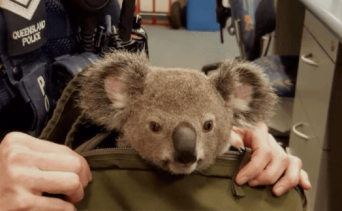 ตำรวจพบ “โคอาลา” ในกระเป๋าหญิงออสซี่