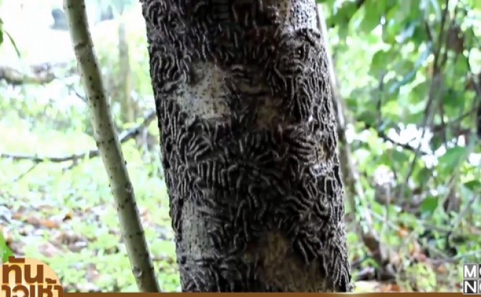 ผวา! กองทัพหนอนบุกบ้าน