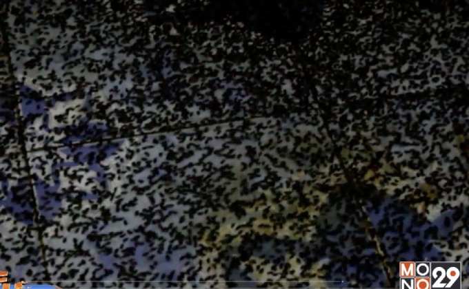 ชาวบ้านเผชิญแมลงปีกแข็ง จ.ราชบุรี