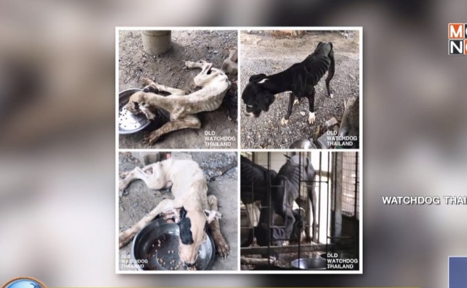 ร.10 ทรงรับสุนัขพันธุ์เกรทเดน ไว้ในพระบรมราชานุเคราะห์