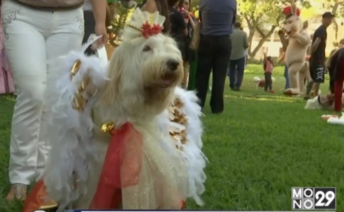 เปรูจัดประกวดชุดแฟนซีสัตว์เลี้ยง