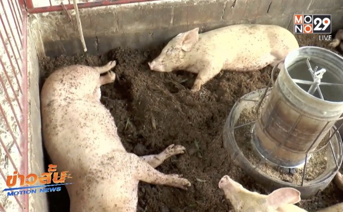 วอนอย่าตื่นตระหนกข่าวหมูติดเชื้อพิษสุนัขบ้า