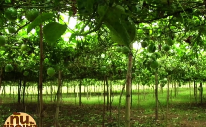 สัมผัสวิถีชีวิตวัฒนธรรม ชุมชนบ้านท่าขันทอง