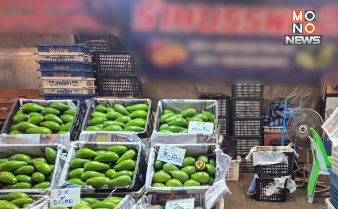 ยึดอะโวคาโดเถื่อน 10 ตัน ลอบนำเข้าปลอมเป็น “มะม่วง”