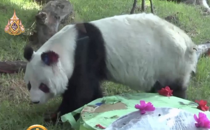 สวนสัตว์เม็กซิโกฉลองวันเกิด 2 แพนด้าอายุยืน