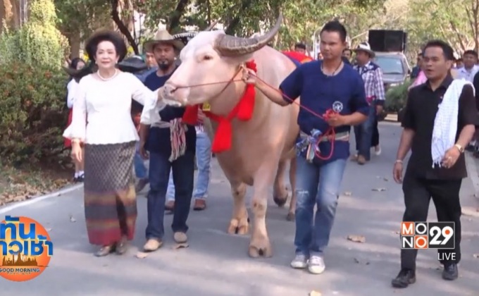 พ่อควายพันธุ์ดีแชมป์ 5 สมัย ยกขันหมากสู่ขอแม่ควายสาว