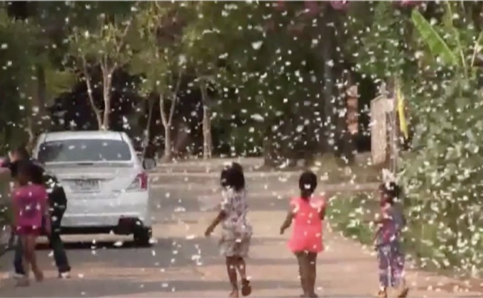 ฝูงผีเสื้อออกมากินน้ำในชุมชน จ.พิษณุโลก