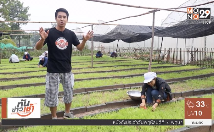 เจษฎาพาลุย : จิบชาใบข้าวทุ่งกุลาหนึ่งเดียวในไทย จ.ร้อยเอ็ด