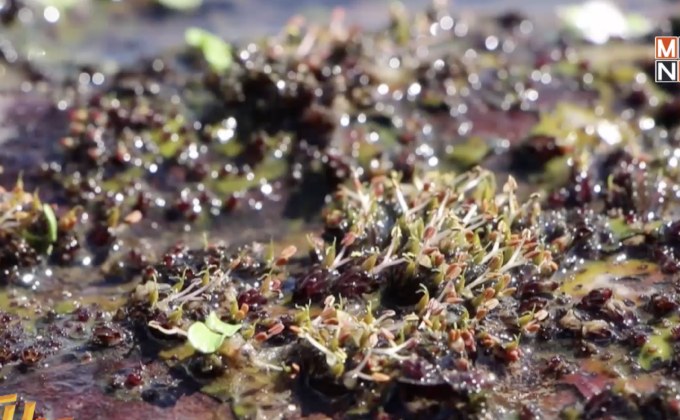 สีสัน ดอกศิลาวารี น้ำตกแก่งจูงนาง จ.พิษณุโลก