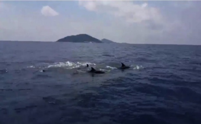 วาฬเพชฌฆาตดำล้อคลื่นโชว์นักท่องเที่ยว