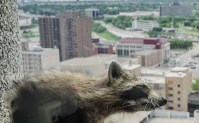 แร็กคูนขวัญใจโลกโซเชียล ปีนตึก 25 ชั้นสำเร็จ