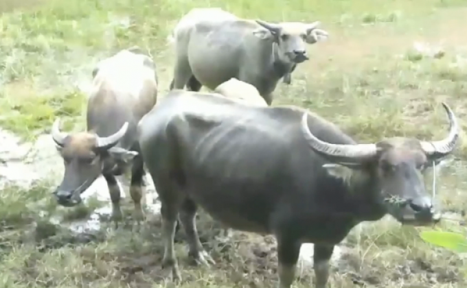 พบเนื้อกระบือติดเชื้อพิษสุนัขบ้า จ.สุรินทร์