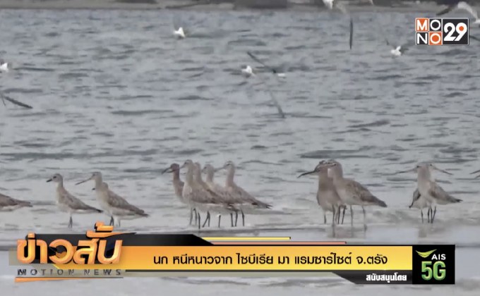 นกหนีหนาวจากไซบีเรีย มาแรมซาร์ไซต์ จ.ตรัง