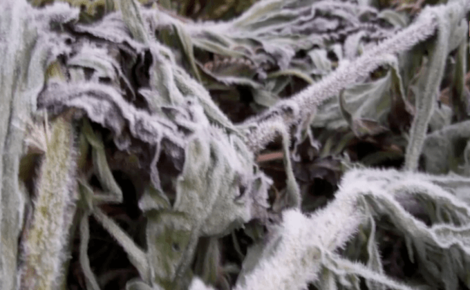 บ้านใหม่ร่องกล้า อุณหภูมิลบ 2 องศาฯ