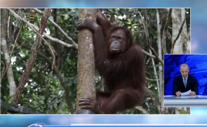ชะตากรรมของอุรังอุตังหลังอินโดนีเซียเตรียมย้ายเมืองหลวง