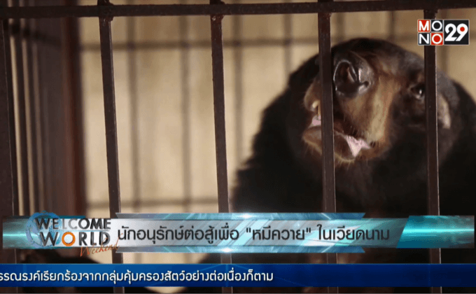 นักอนุรักษ์ต่อสู้เพื่อ”หมีควาย”ในเวียดนาม